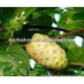 High Quality Noni Extract form ISO Manufacturers